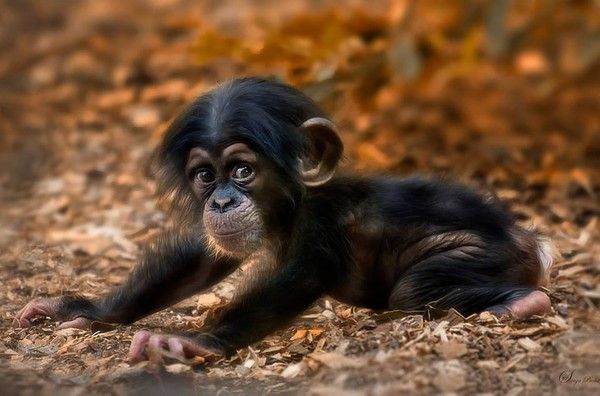 Singe